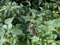 Schaecherbach_Sommer_00018